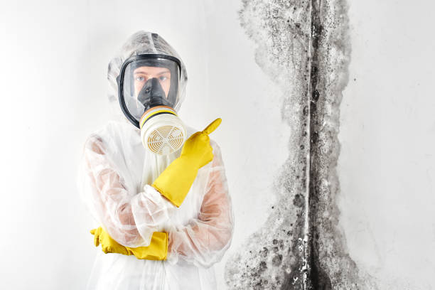 Best Black Mold Removal  in Parksdale, CA