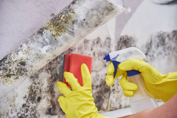 Best Comprehensive Air Testing for Mold Contaminants  in Parksdale, CA